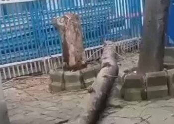 SSKM अस्पताल में पेड़ गिरने से महिला की मौत
