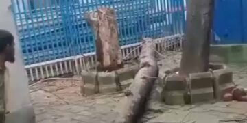 SSKM अस्पताल में पेड़ गिरने से महिला की मौत