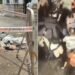 बिखरे पड़े जूते और चप्पल गवाही दे रहे हैं मौत के तांडव का
